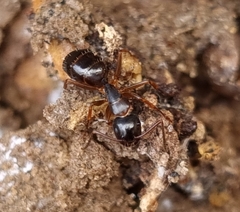 Camponotus fallax