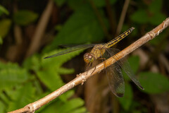 Neurothemis terminata