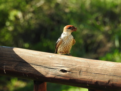 Cecropis cucullata