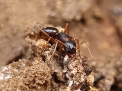 Camponotus fallax