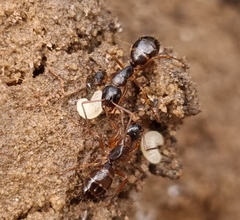 Camponotus fallax