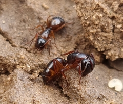 Camponotus fallax