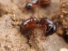 Camponotus fallax