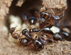 Camponotus fallax