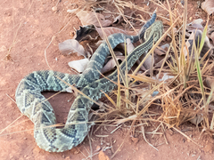 Crotalus durissus