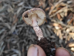 Lepiota