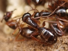 Camponotus fallax