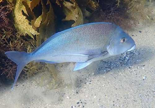 Blue morwong (Nemadactylus douglasii) — Cheilodactylidae — 5