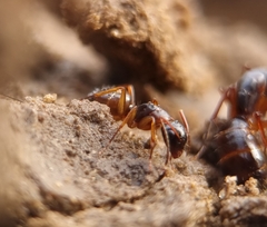 Camponotus fallax