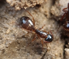 Camponotus fallax