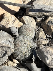 Escobaria tuberculosa