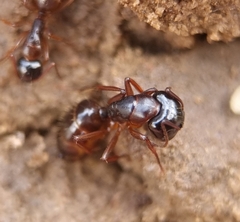 Camponotus fallax