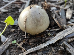 Volvopluteus gloiocephalus