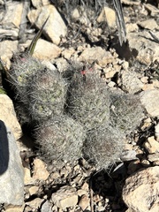 Escobaria tuberculosa