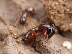 Camponotus fallax