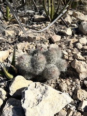 Escobaria tuberculosa