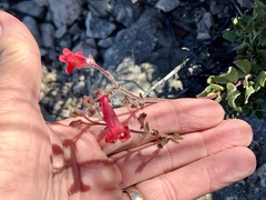 Penstemon baccharifolius