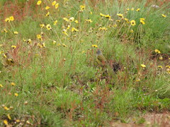 Serinus canicollis