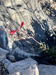 Penstemon baccharifolius