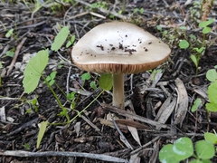 Volvopluteus gloiocephalus