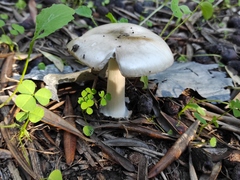 Volvopluteus gloiocephalus