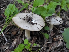 Volvopluteus gloiocephalus