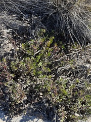 Penstemon baccharifolius