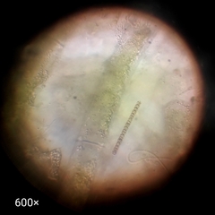 Cyanobacteria