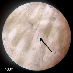 Cyanobacteria