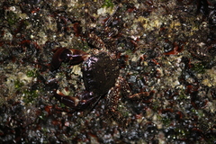 Pachygrapsus marmoratus