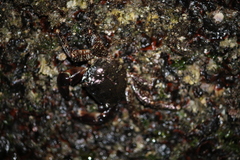 Pachygrapsus marmoratus
