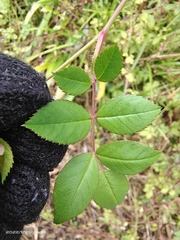 Rosa multiflora cathayensis