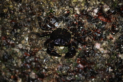 Pachygrapsus marmoratus