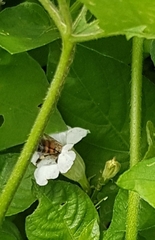 Apis mellifera scutellata