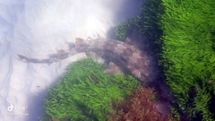 Orectolobus maculatus