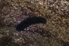 Holothuria forskali