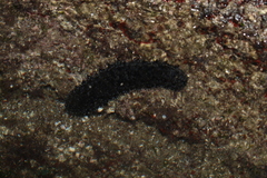 Holothuria forskali