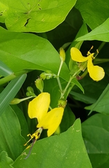 Aneilema aequinoctiale