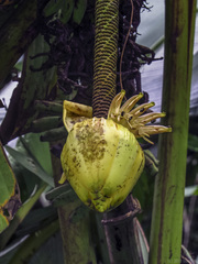 Musa borneensis