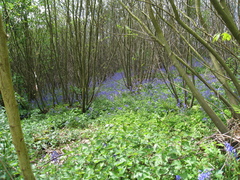 Hyacinthoides non-scripta