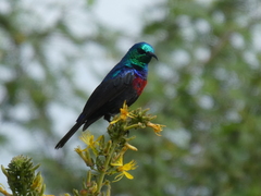 Cinnyris mariquensis