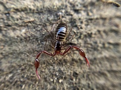 Neobisium