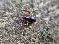 Neobisium