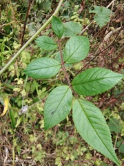 Rosa multiflora cathayensis