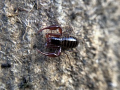 Neobisium