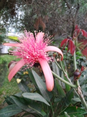 Pseudobombax ellipticum