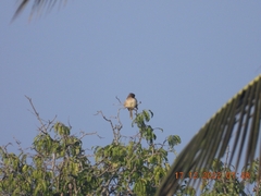 Prinia socialis