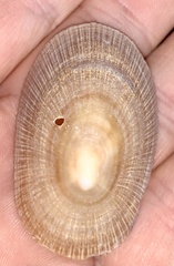 Cymbula compressa