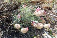Astragalus inaequalifolius