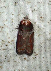 Acleris celiana